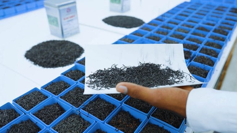 grading tea at venture tea factory, private label tea, wholesale and bulk tea exporter, pure ceylon tea, largest tea producer, largest tea exporter