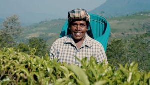 woman plucking tea in a ceylon tea estate, sourcing pure ceylon tea