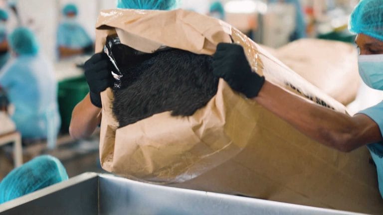 tea leaves processing at venture tea, private label tea, wholesale and bulk tea exporter, pure ceylon tea, largest tea producer, largest tea exporter