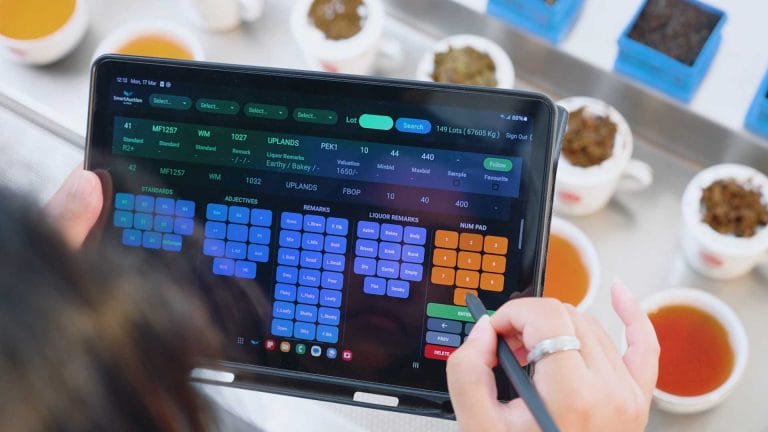 tea tasting at venture tea factory using advanced machinery, wholesale and bulk tea exporter